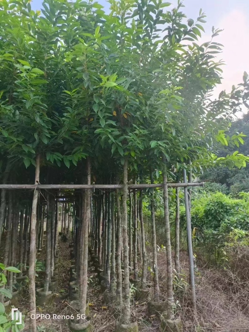 水翁5公分~15公分规格，支持视频看货
