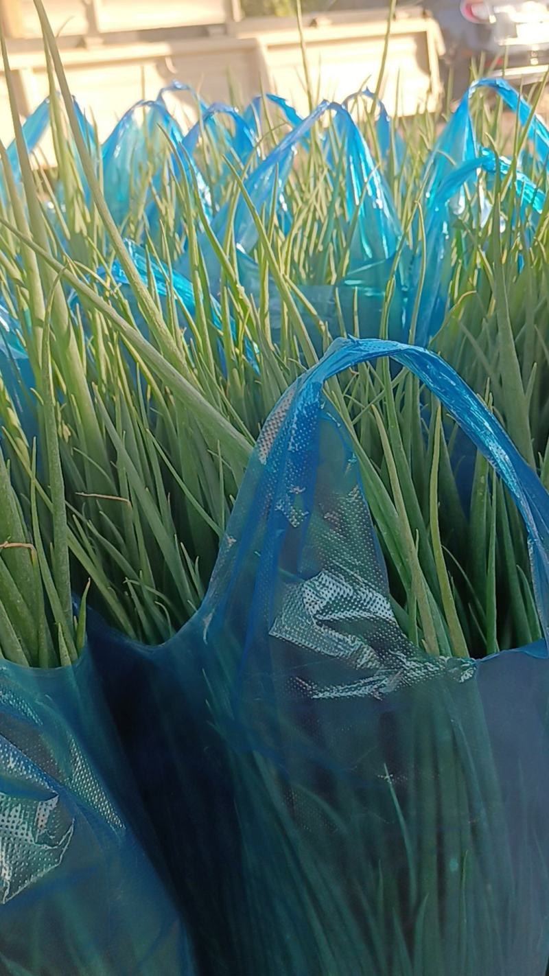 精品小葱，货源充足，供货稳定，产地供应，可视频看货