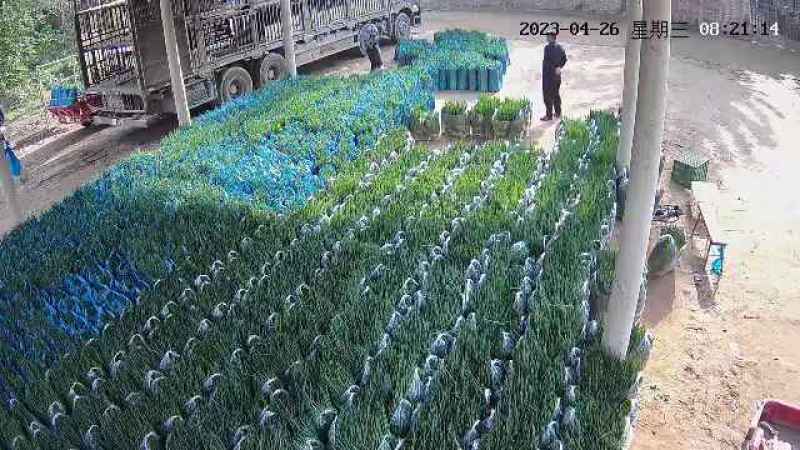 精品小葱，货源充足，供货稳定，产地供应，可视频看货