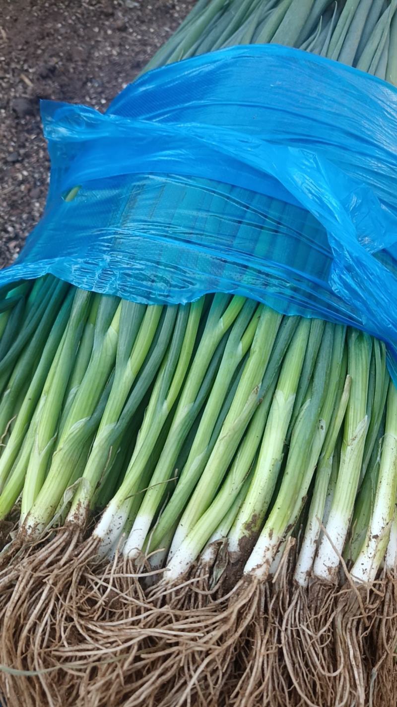 精品小葱，货源充足，供货稳定，产地供应，可视频看货