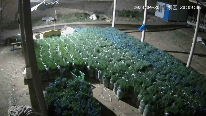 精品小葱，货源充足，供货稳定，产地供应，可视频看货