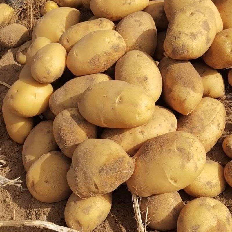 精品土豆：黄皮黄心，红皮黄心和白皮白心，品种齐全。