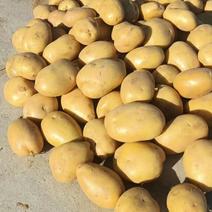 精品黄心土豆（沃土，希森、v7、实验一、大丰十）