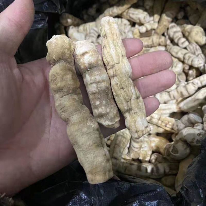 【顶天参】龙鞭参白首乌阳鞭参回春草泡酒持久泡茶