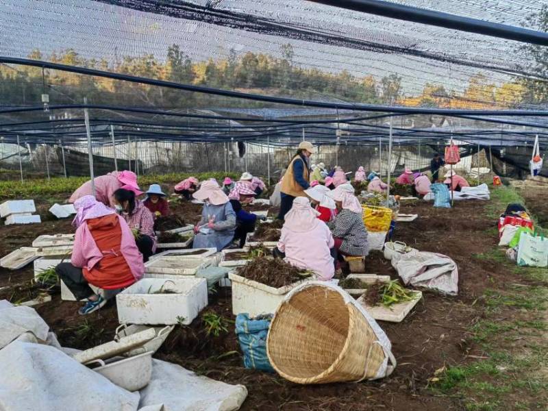 【白芨种苗】楚雄市白芨种苗百亩产地种植一手货源电联