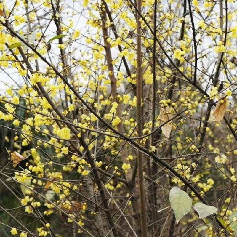 腊梅花茶新花腊梅花干茶蜡梅花中药材腊梅花干花泡茶泡水绿梅