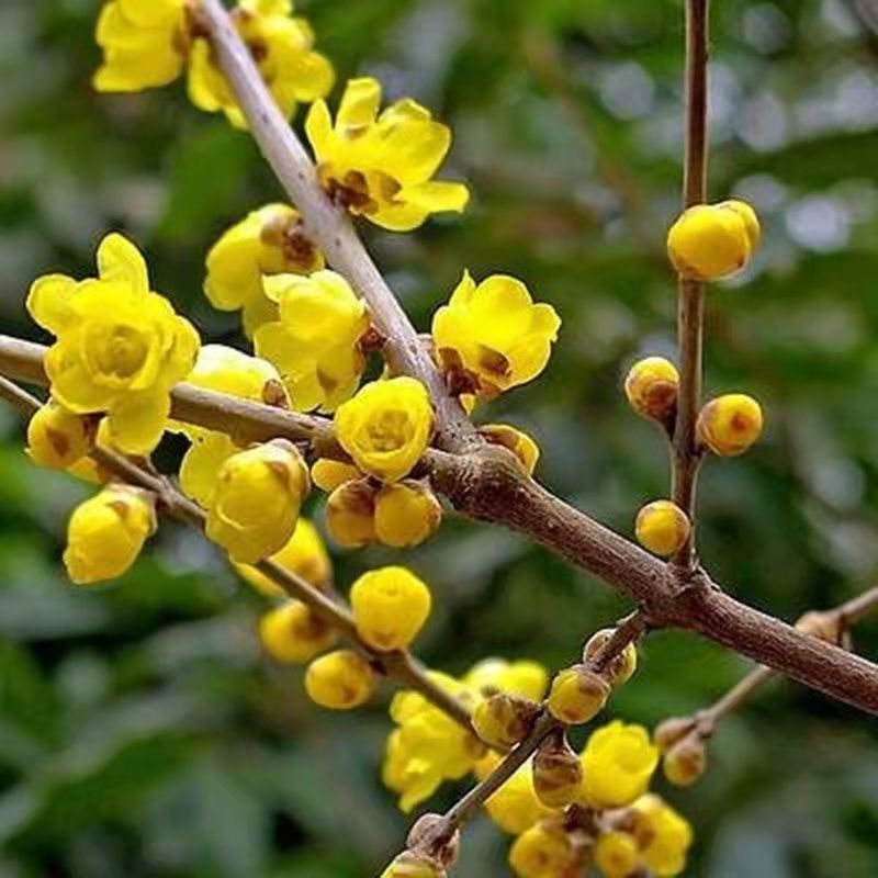腊梅花茶新花腊梅花干茶蜡梅花中药材腊梅花干花泡茶泡水绿梅