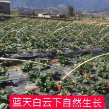 黔莓一号草莓大凉山冬季露天种植支持一件按需包装