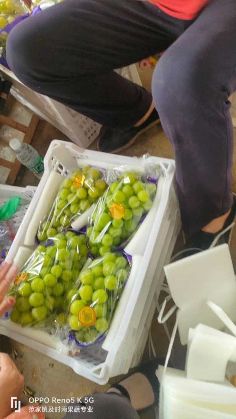 浪漫红颜，澳洲无核，克伦生葡萄，妮娜皇后，阳光玫瑰葡萄