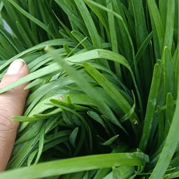 大棚韭菜货源充足