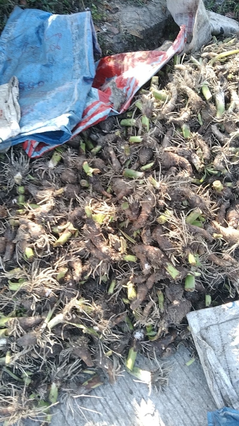 香芋种子