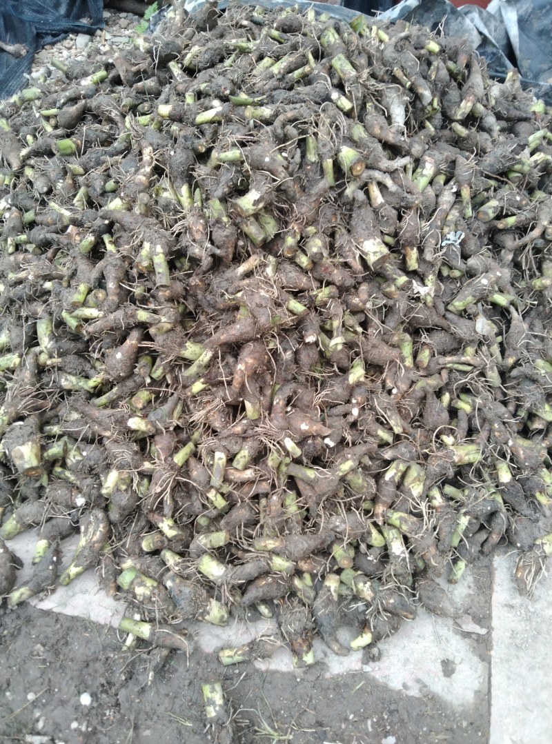 香芋种子