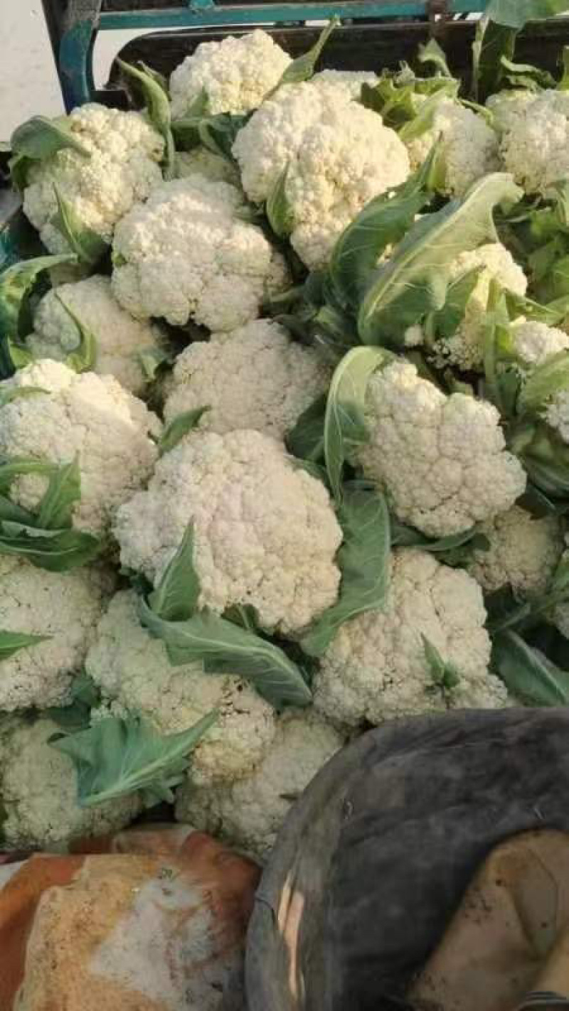【精品】河南焦作有机花-量大从优-产地直发-价格优惠