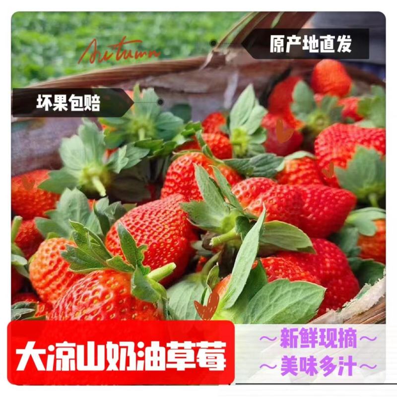 大凉山冬季露天草莓