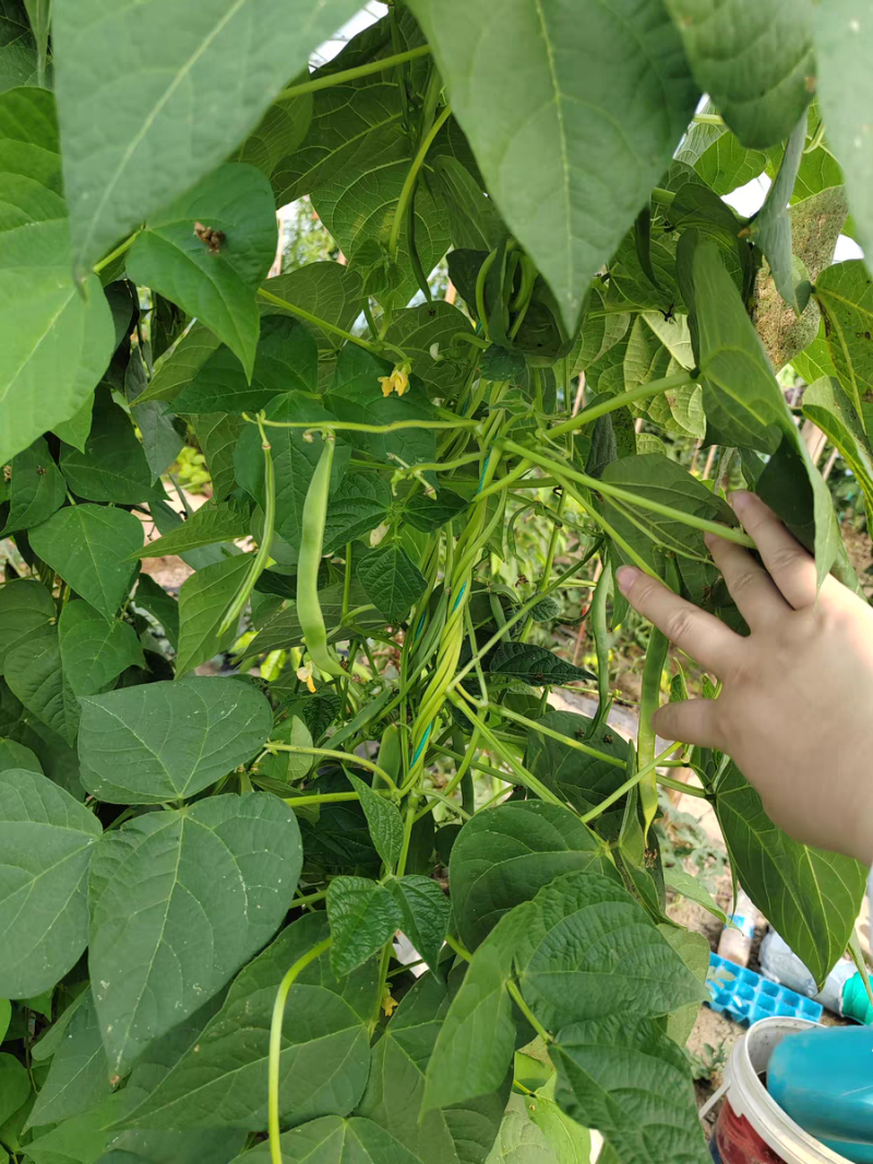 吊蔓绳蔬菜豆角辣椒黄瓜西红柿吊秧绳爬藤网拉绳工厂直销