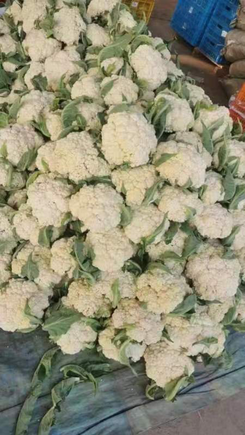 【优选】河南焦作有机松花菜-产地直发-大量供应-价格优惠