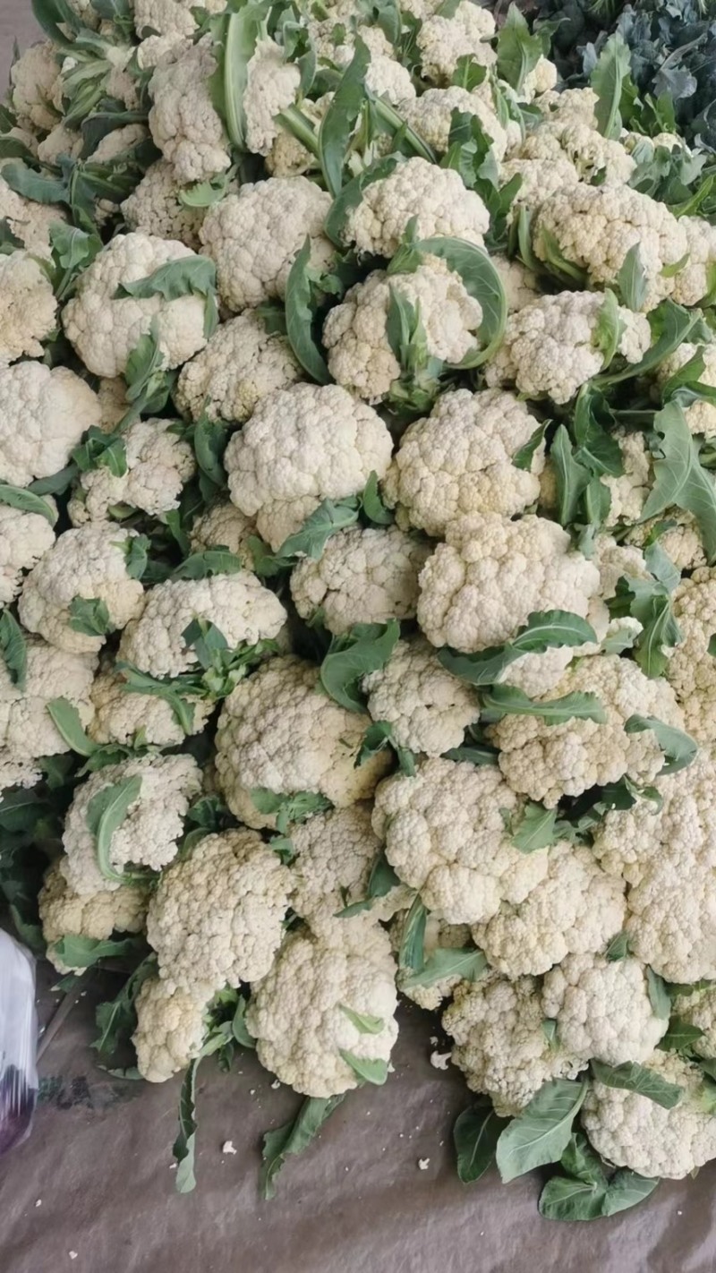 【优选】河南焦作有机松花菜-产地直发-大量供应-价格优惠