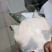 汉寿甲鱼