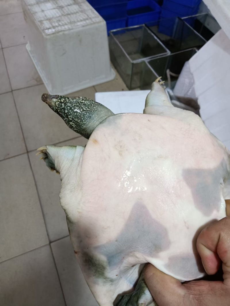 汉寿甲鱼