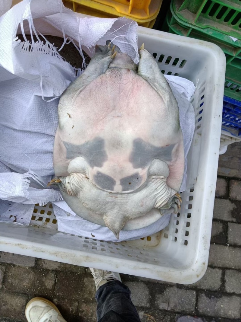 汉寿甲鱼