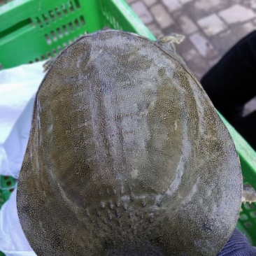 汉寿甲鱼