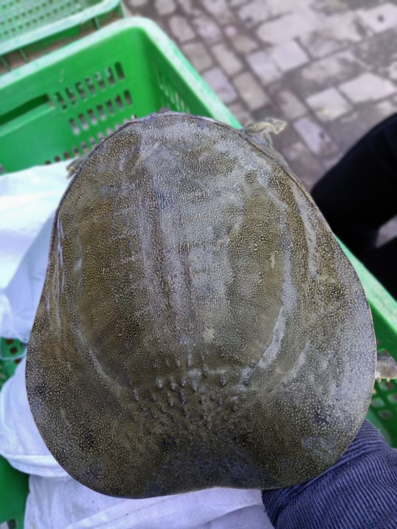 汉寿甲鱼
