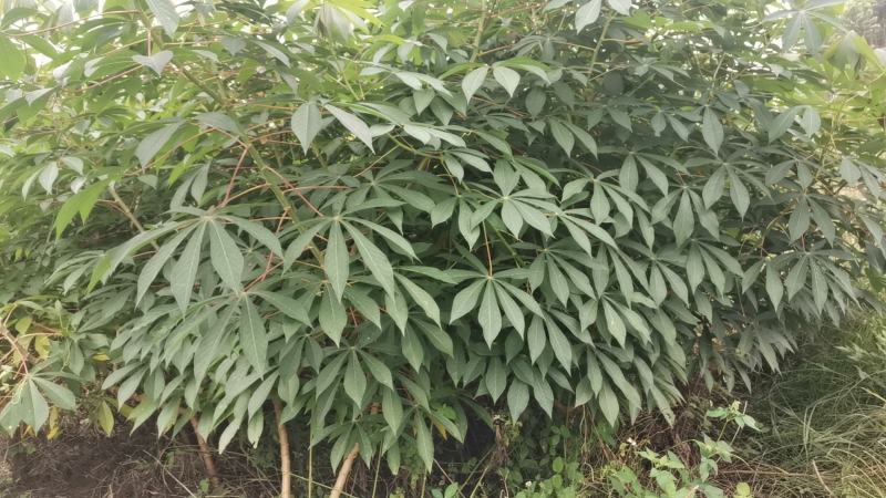 黄肉木薯