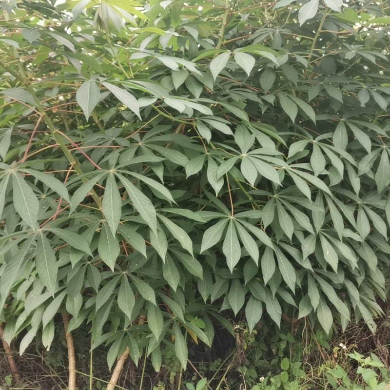 黄肉木薯
