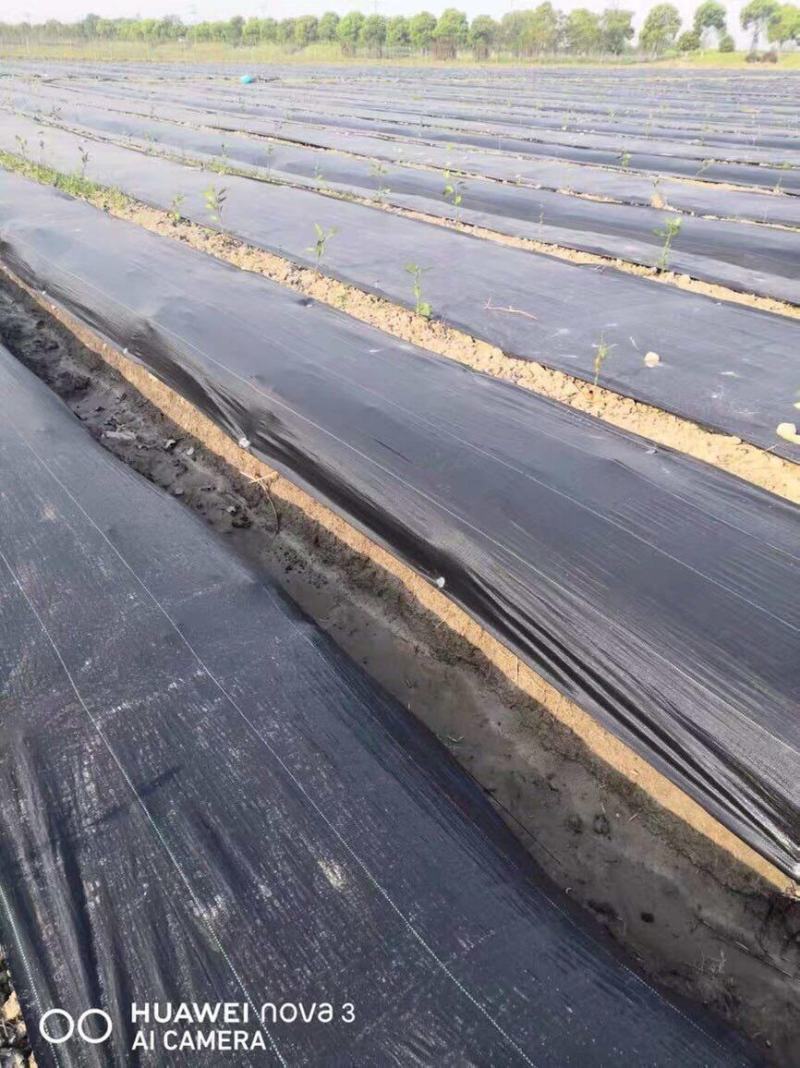 厂家直销果园防草布园艺大棚除草布除草垫农用抑草布膜抗老化