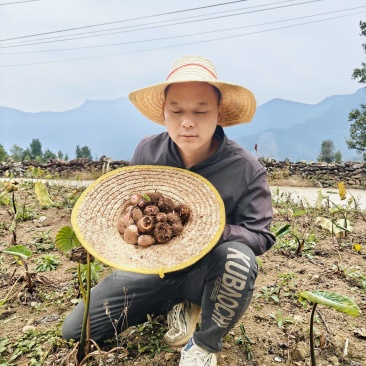 广西高山红芽芋小芋籽，