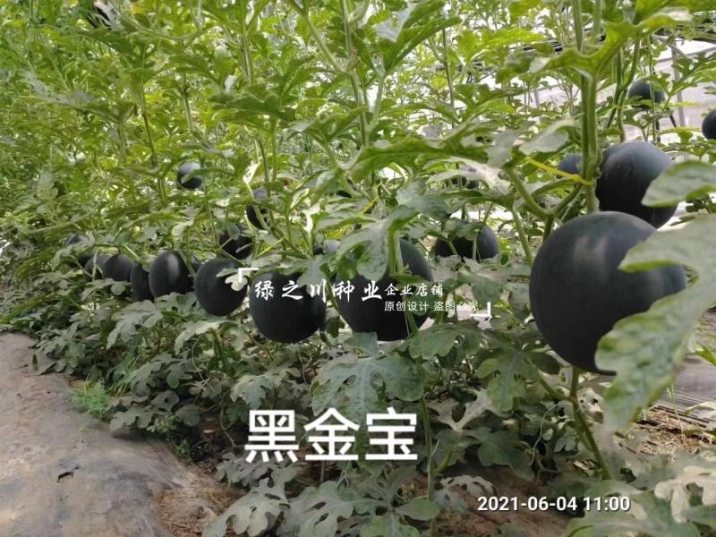 黑皮黄瓤礼品西瓜种子超甜黄肉礼品瓜种籽黑金宝西瓜种子圆形