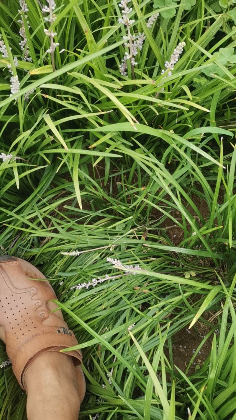 麦冬草丹麦草种植基地基地直发量大从优成欢迎来电