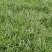 麦冬草丹麦草种植基地基地直发量大从优成欢迎来电