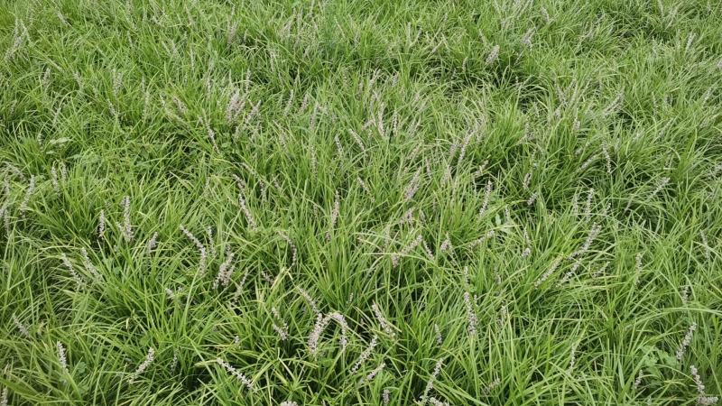 麦冬草丹麦草种植基地基地直发量大从优成欢迎来电