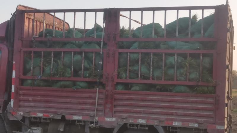麦冬草丹麦草种植基地基地直发量大从优成欢迎来电