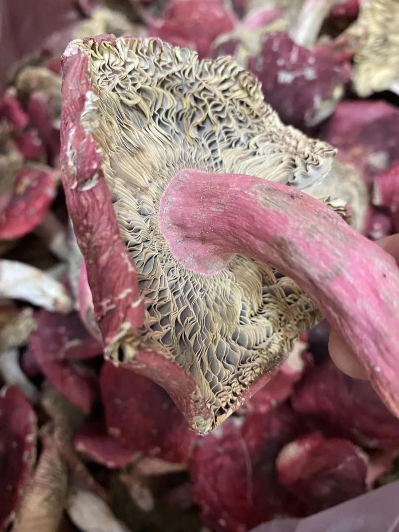【包邮】福建红菇野生红菇三角菇小平开蓝底微开红菇