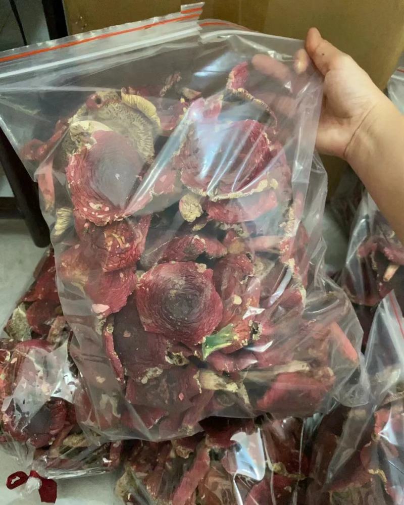 【包邮】福建红菇野生红菇三角菇小平开蓝底微开红菇