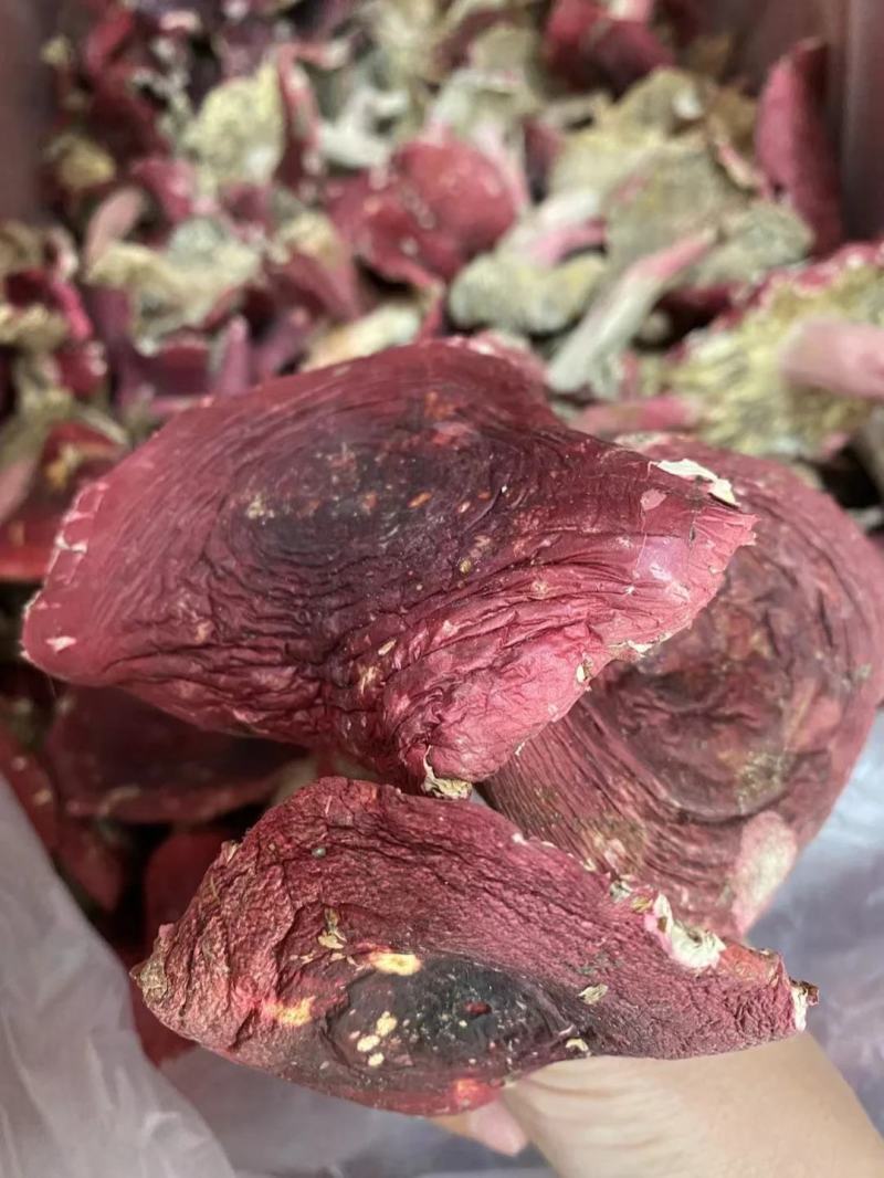 【包邮】福建红菇野生红菇三角菇小平开蓝底微开红菇
