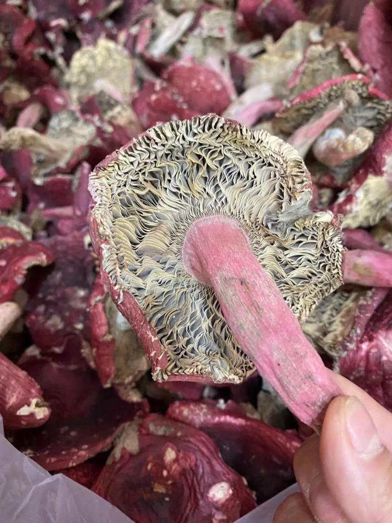 【包邮】福建红菇野生红菇三角菇小平开蓝底微开红菇