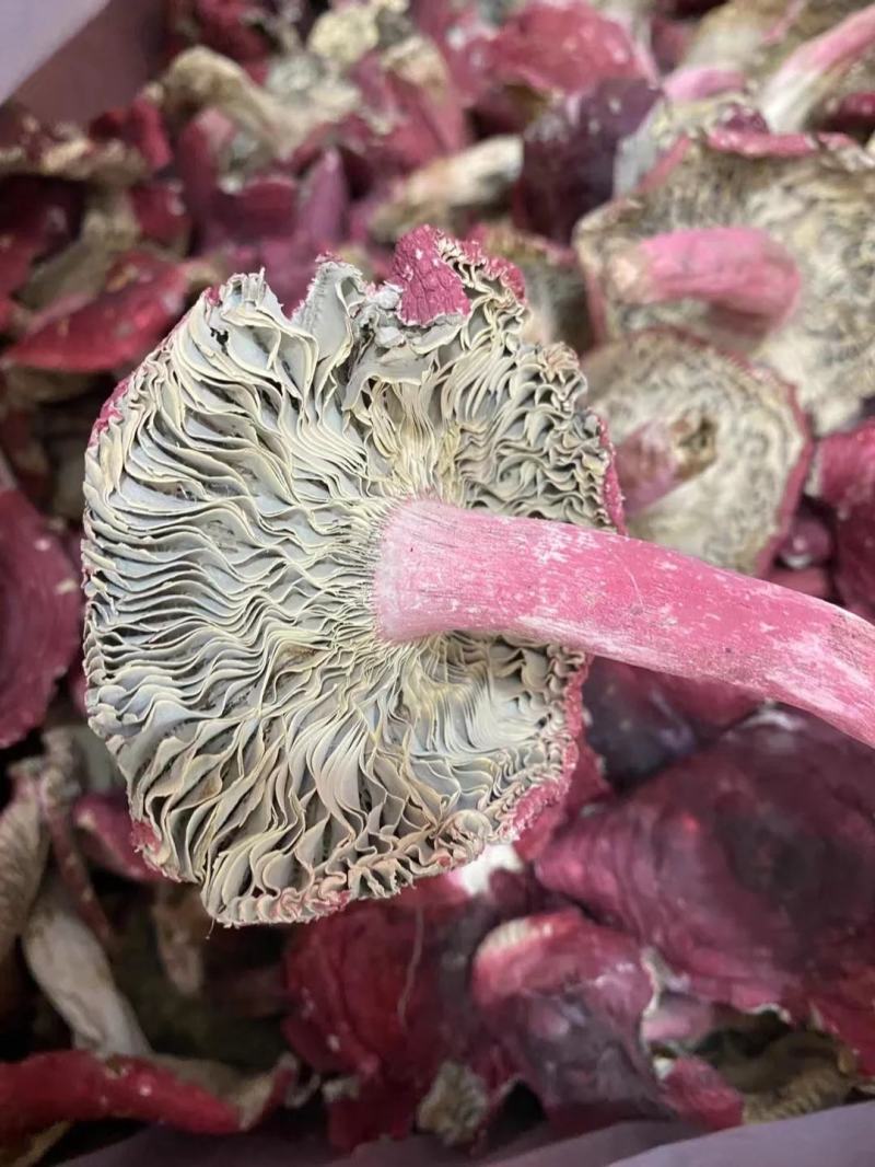 【包邮】福建红菇野生红菇三角菇小平开蓝底微开红菇