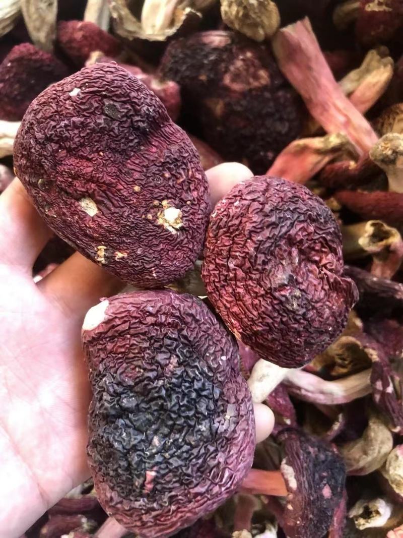 【包邮】福建红菇野生红菇三角菇小平开蓝底微开红菇