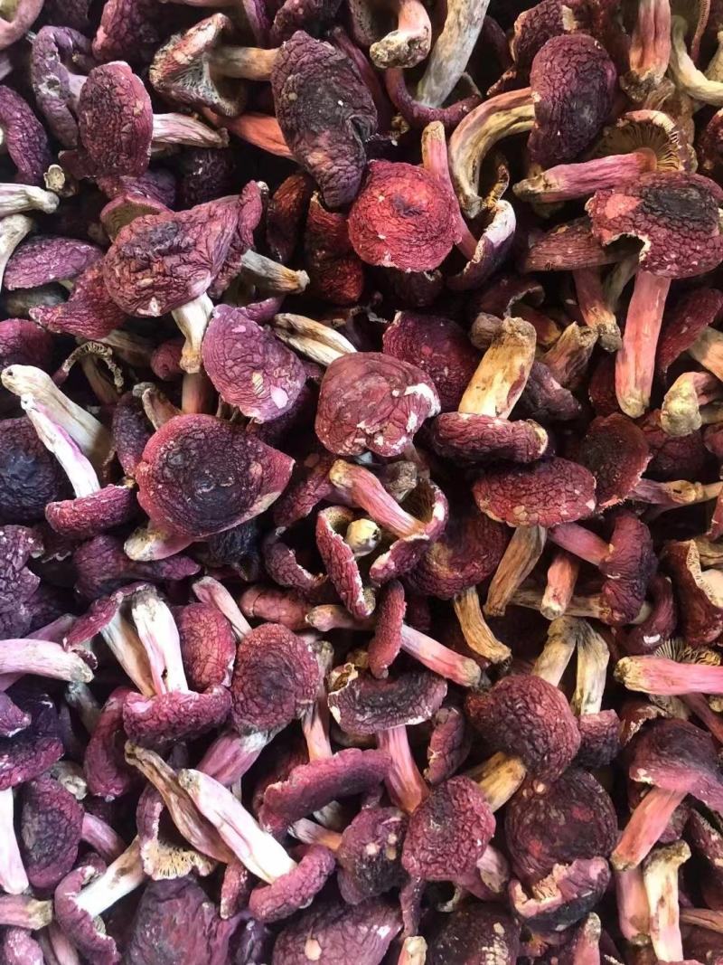 【包邮】福建红菇野生红菇三角菇小平开蓝底微开红菇