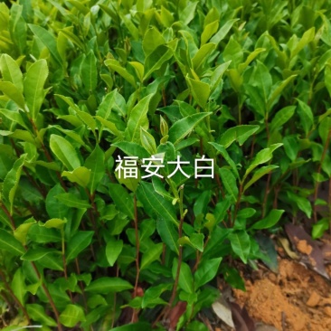 福安大白茶苗绿茶白茶大叶茶苗福建福安基地直销