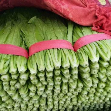 油麦菜