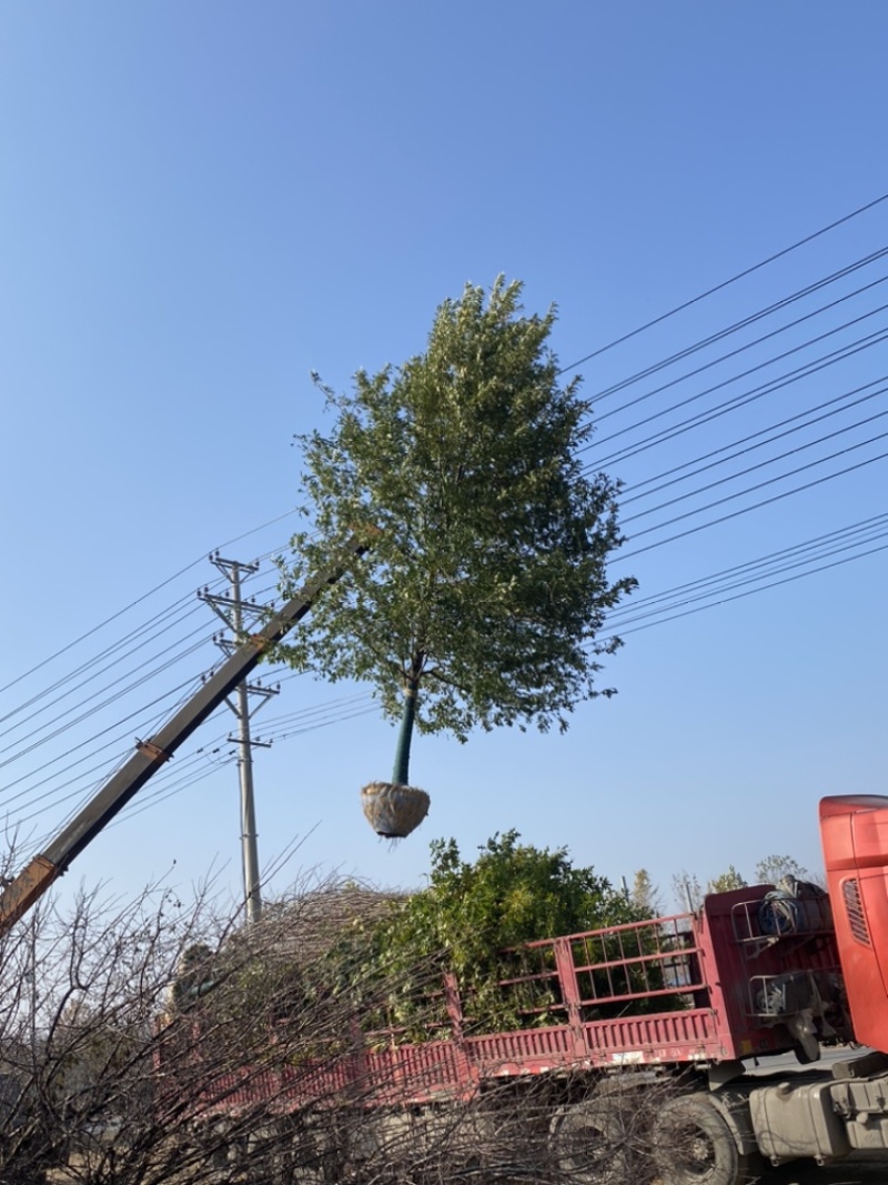 娜塔栎—精品树形大量清地处理，8-20公分，规格齐全