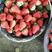 安徽红颜草莓大量上市产地直发每天现摘口感好耐运输有需要的