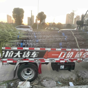 自家种植50余亩黑皮甘蔗量大从优