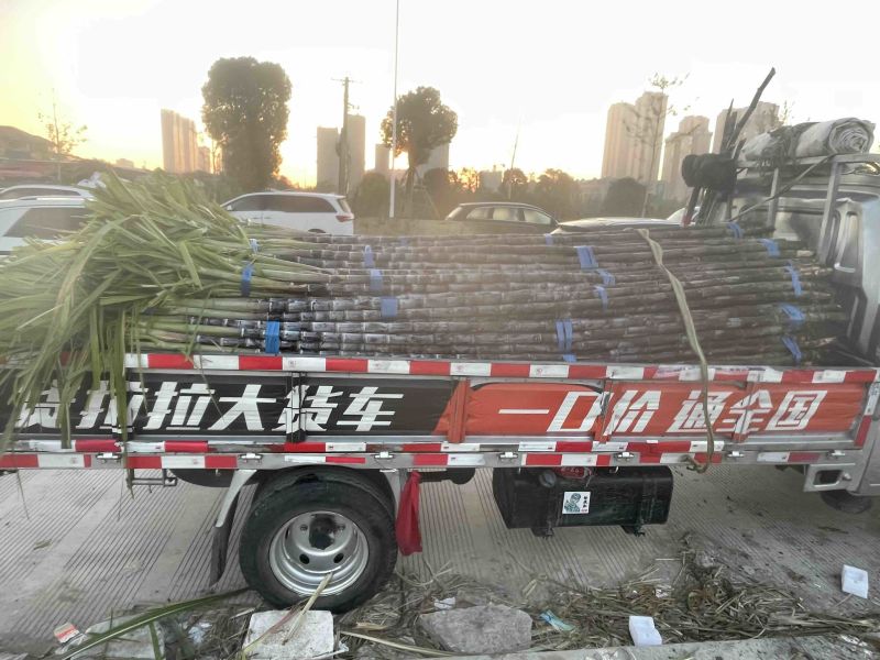 自家种植50余亩黑皮甘蔗量大从优