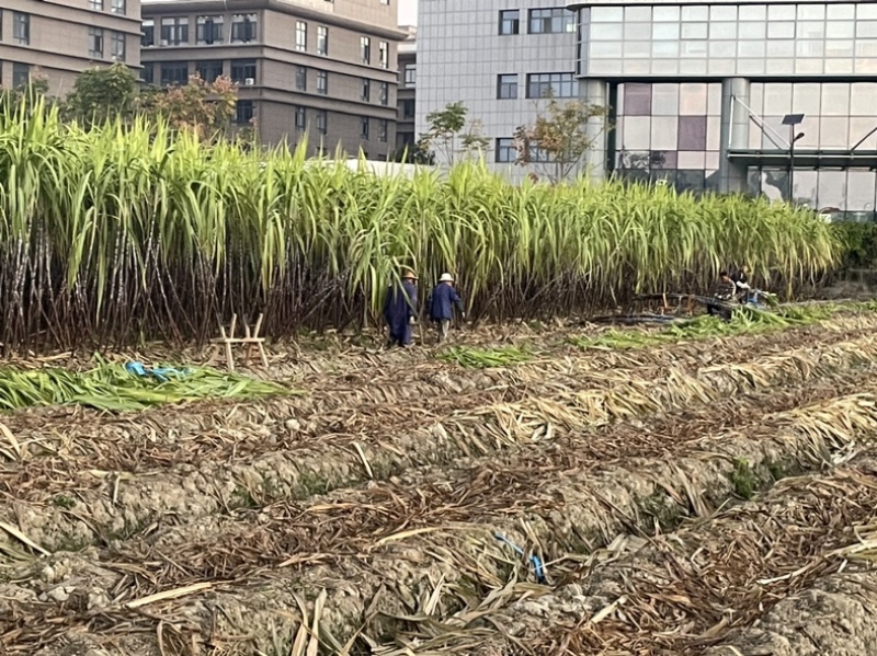 自家种植50余亩黑皮甘蔗量大从优