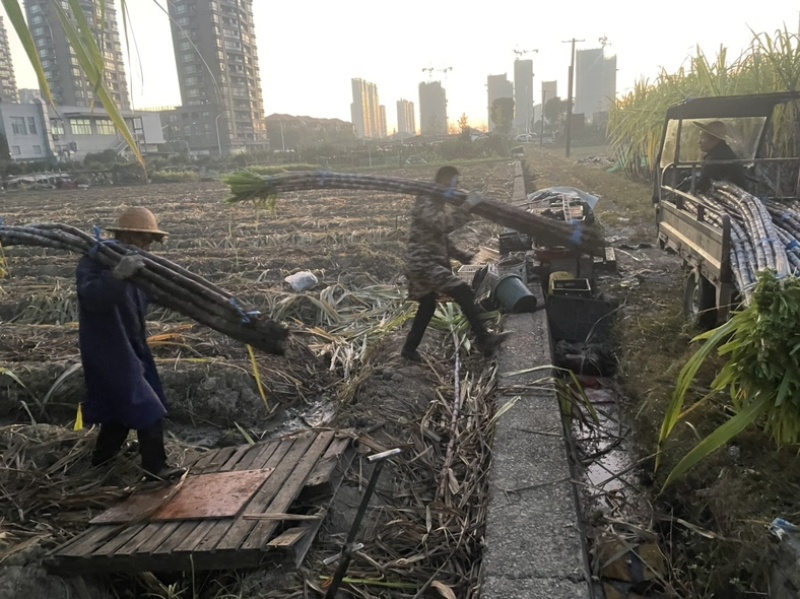 自家种植50余亩黑皮甘蔗量大从优